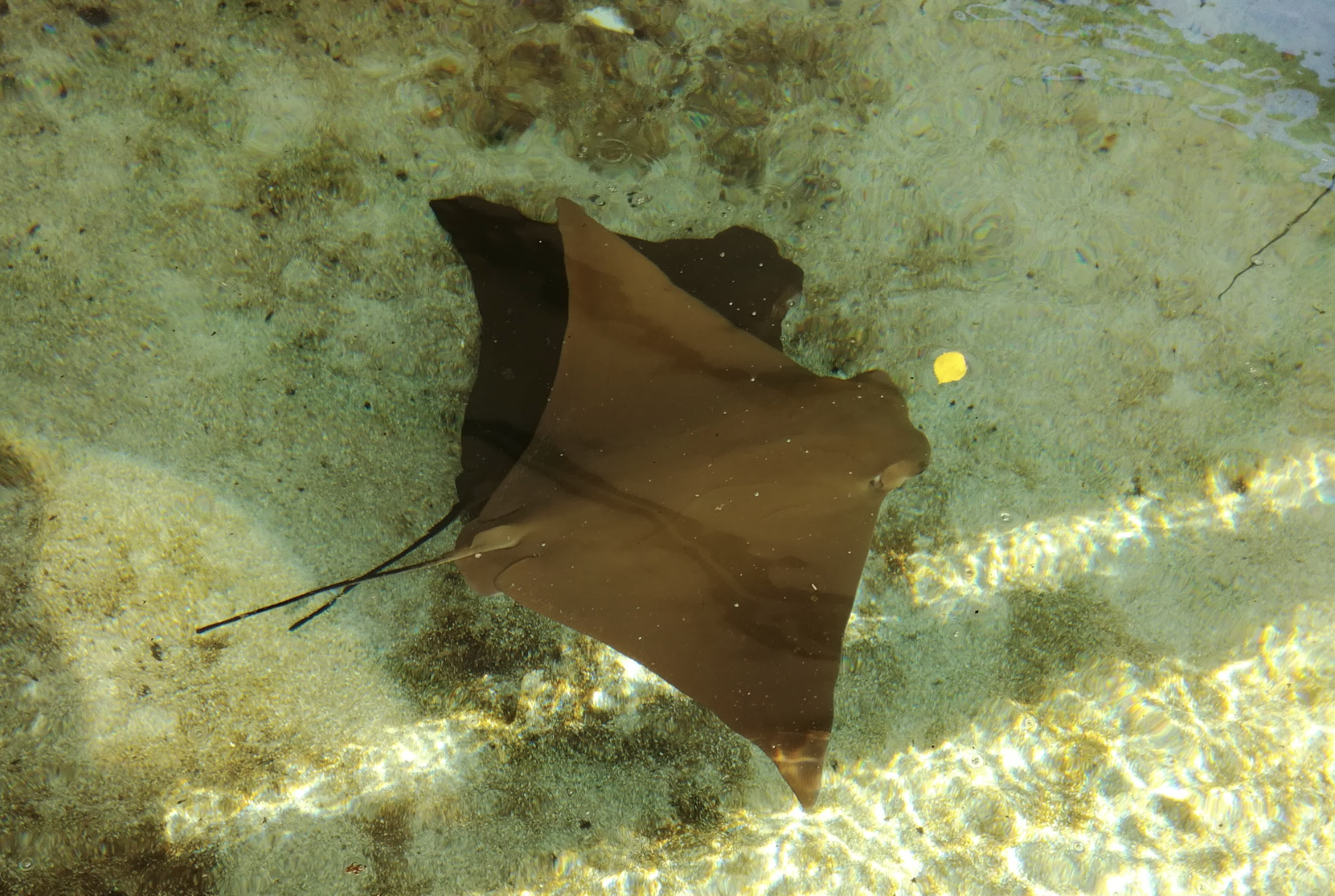 raies mentas, playa del coco, costa rica